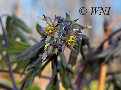 Blue Cohosh (Caulophyllum thalictroides)